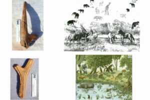 A bérbaltavári őslénytani ásatások története